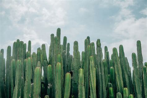 羅漢松意義|羅漢松：珍稀樹種的奧秘與養護撇步 – 植物盆栽綠寶典